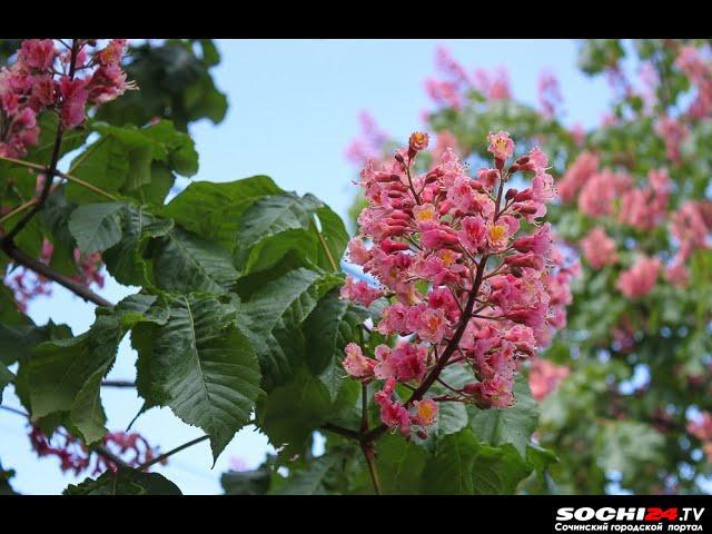 В Сочи из-за теплой погоды второй раз зацвели каштаны