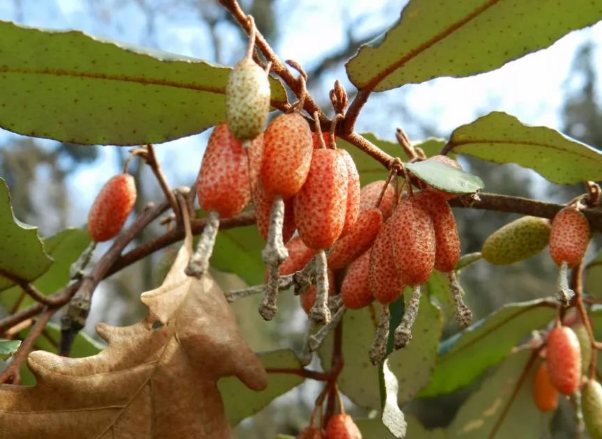 Это лох: россиянин съел барбарис в Сочи и попал впросак
