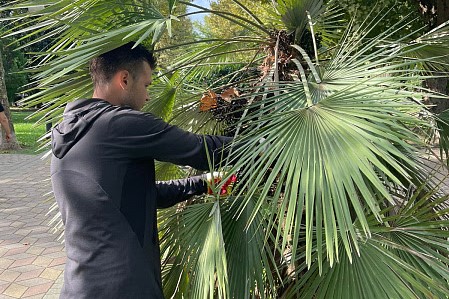 Гады ползут: в Сочи появились новые вредители растений