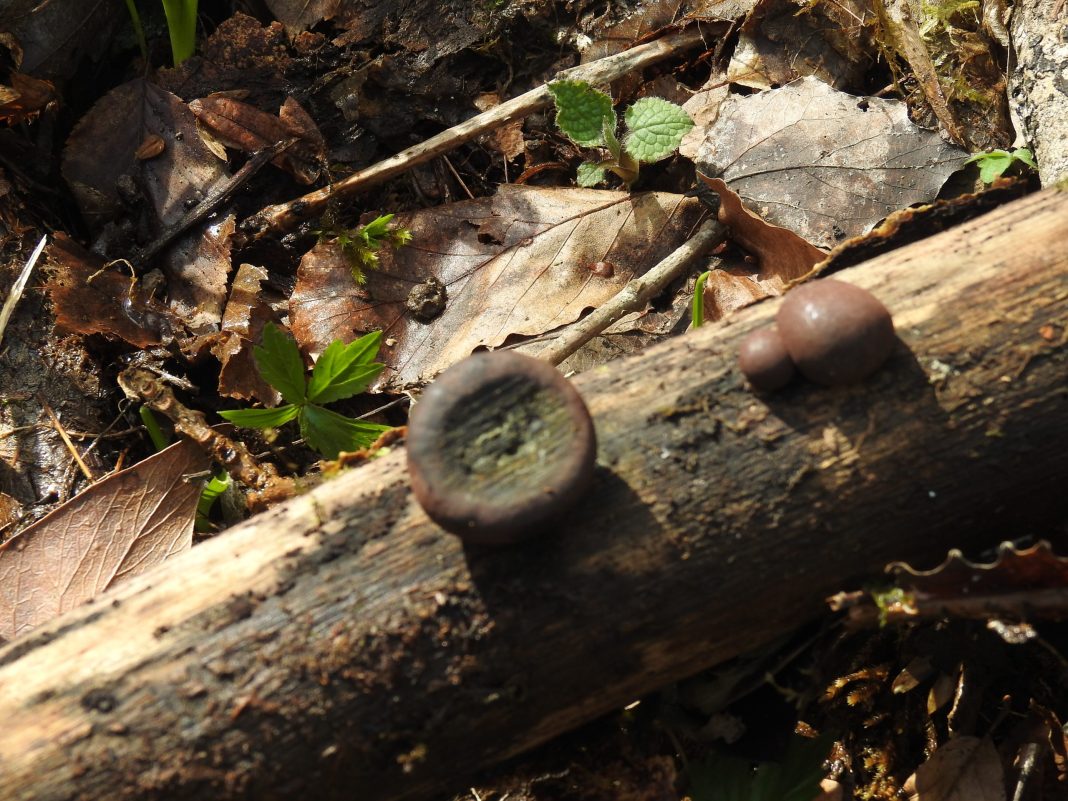 Редкий гриб, который изучают для борьбы с раком, нашли в лесу в Сочи