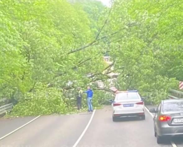 В Сочи рухнуло дерево на дорогу и парализовало движение (Видео)