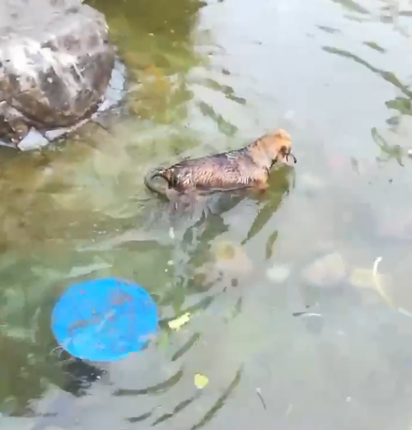 Собака, душащая рыб в пруду Сочи, возмутила пользователей