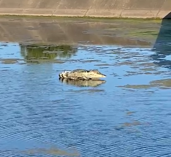 Аэропорт Сочи завёл крокодила