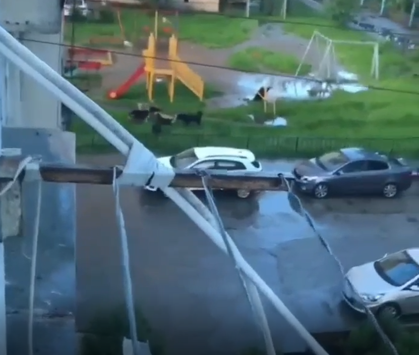 Видео псов, рвущих мелкую собачку, возмутило жителей Сочи