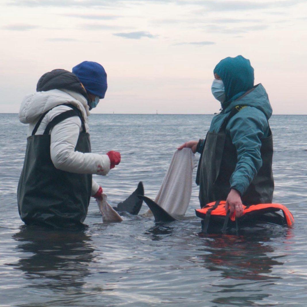 Эксперт прокомментировал смертность дельфинов в Сочи