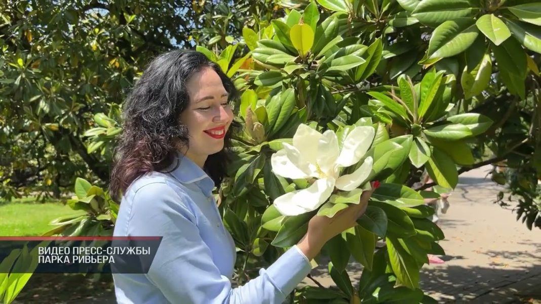 В Сочи зацвела магнолия крупноцветковая (Видео)