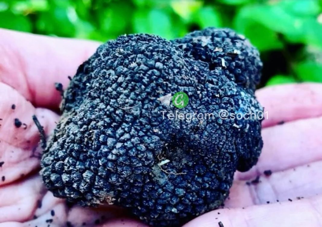 В лесу Сочи нашли «черный бриллиант»