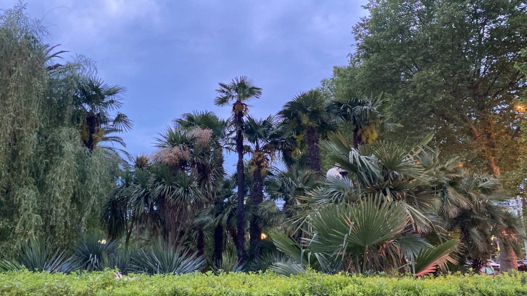 Пальма в огне: в Сочи загорелось дерево (Видео)