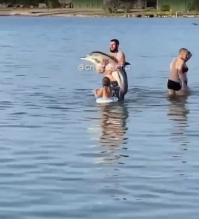 Очевидцы сняли на видео, как турист замучил дельфина