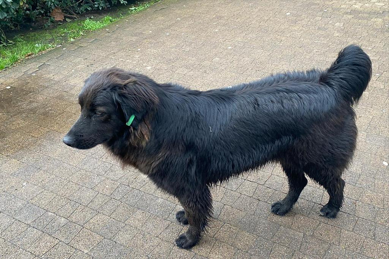 Власти Сочи хотят внести изменения в закон «Об ответственном обращении с животными»