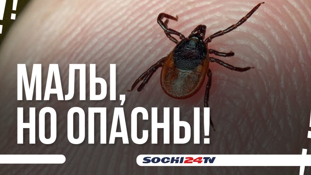 В Сочи проснулись клещи (Видео)