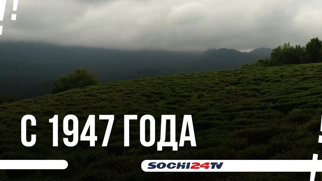 В Сочи развивают чайный туризм (Видео)