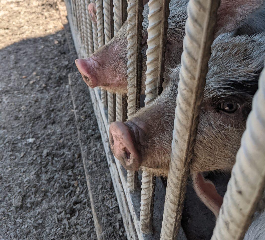 Госдума приняла закон о праве собственности на навоз для россиян