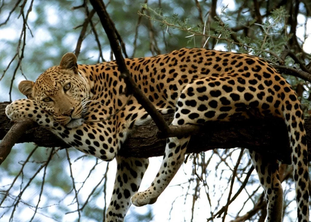 В Краснодарском крае установили новый праздник – День переднеазиатского леопарда