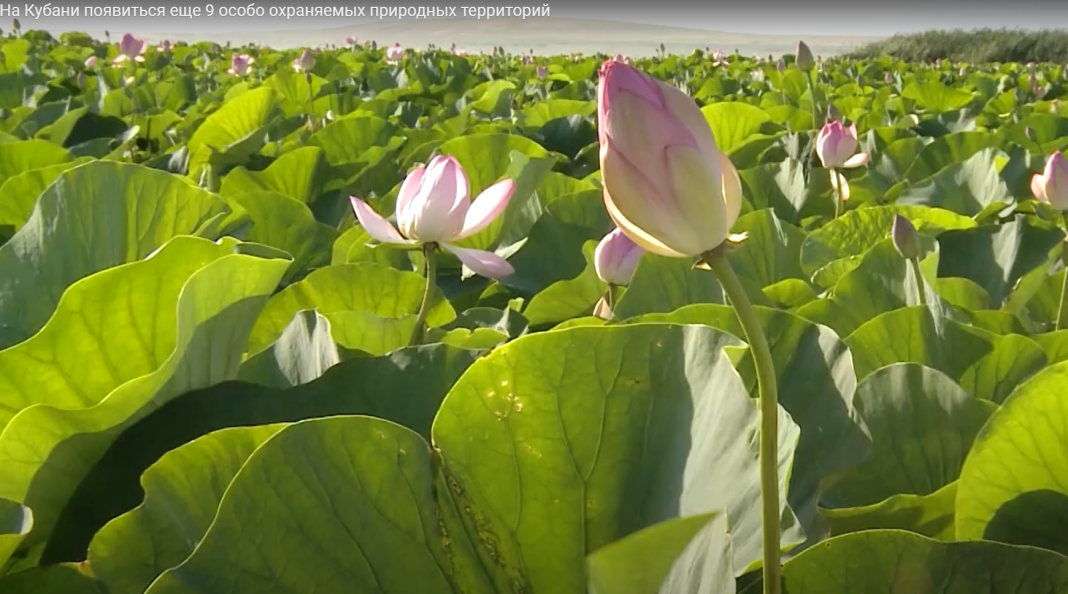 На Кубани появится еще 9 особо охраняемых природных территорий