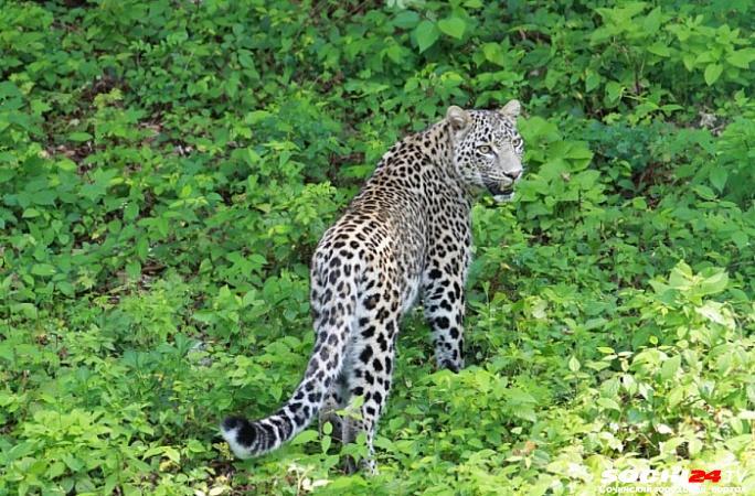 Выращенные в Сочи леопарды начали осваивать территории в Северной Осетии