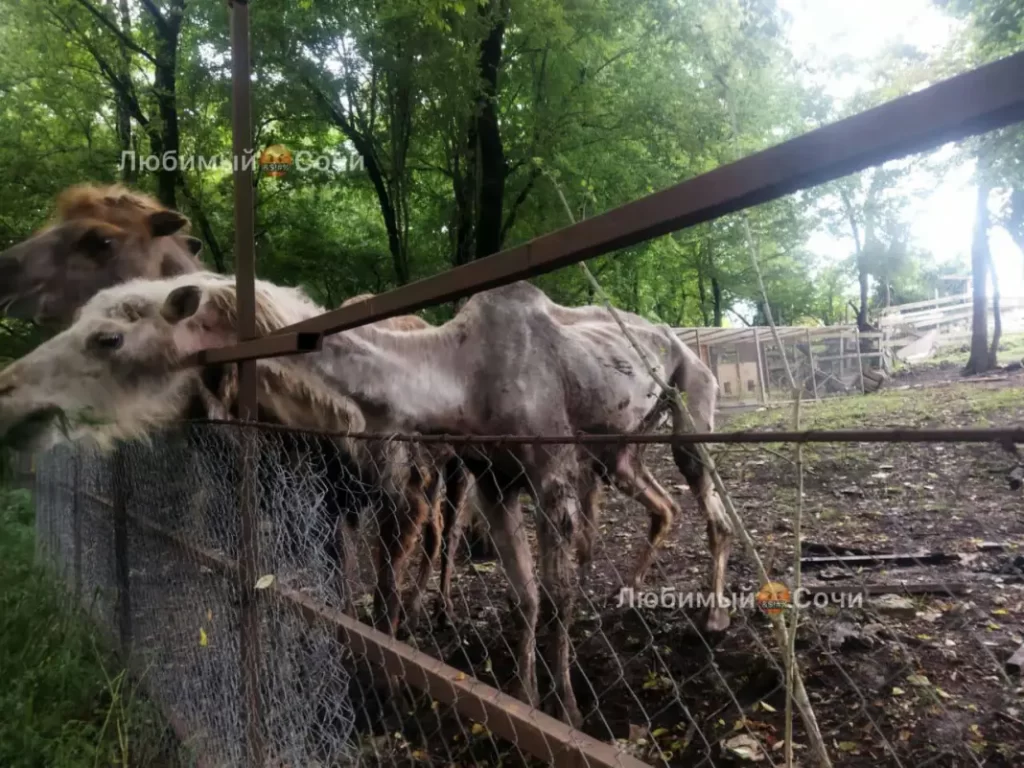 На Кубани нашли клетки с изувеченными животными 1