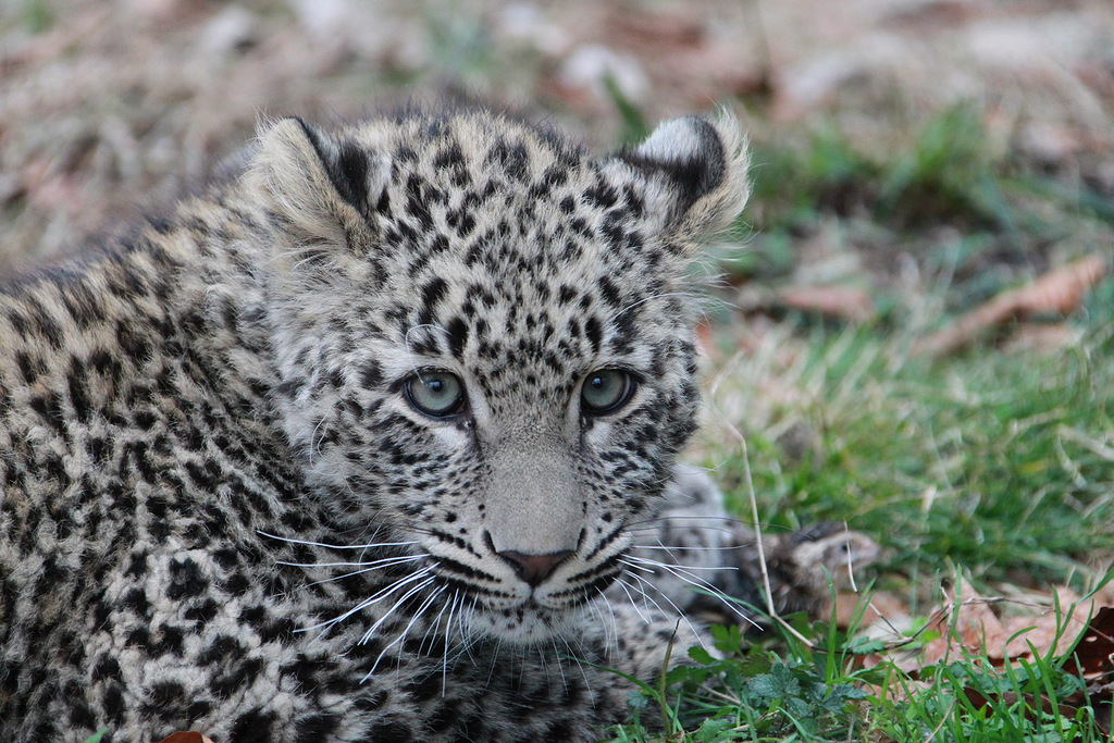 В Сочи отметят День переднеазиатского леопарда