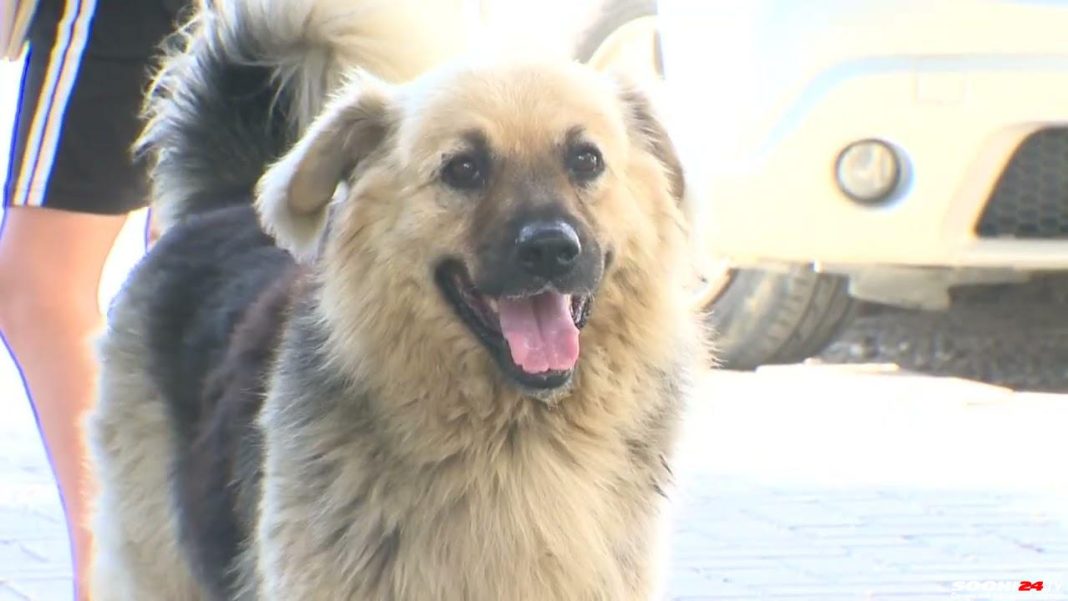 Стало известно, какие ремонтные работы проводятся в районе КСМ в Сочи