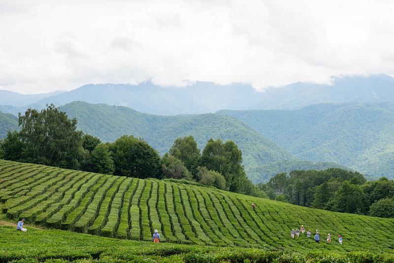Концепция Генплана предлагает конкретные решения по изменению границ населенных пунктов Сочи