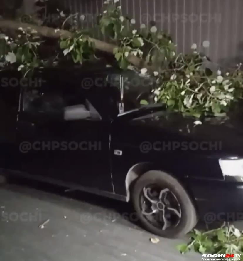 В одном из районов Сочи дерево рухнуло прямо на припаркованный автомобиль (Видео)