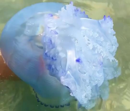 В Сочи выловили монстра (Видео)