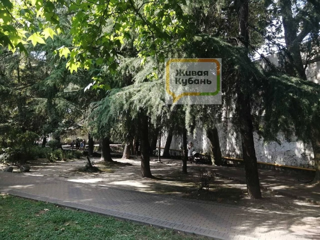 В Сочи нашли стаю обезглавленных птиц