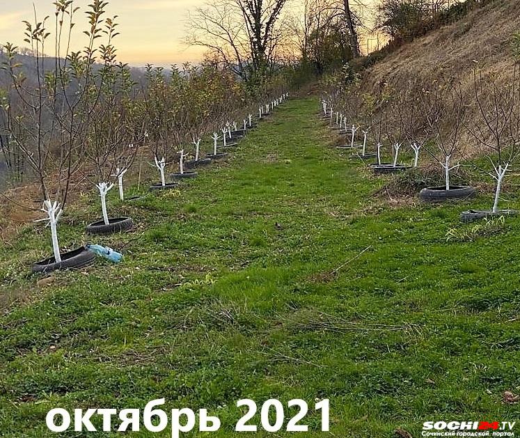 Как теперь мои яблоньки? Суд изъял участок у сочинки Марины Евглевской 4