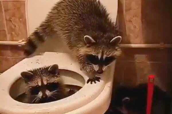 Еноты устроили погром в отеле на одном из Черноморских курортов