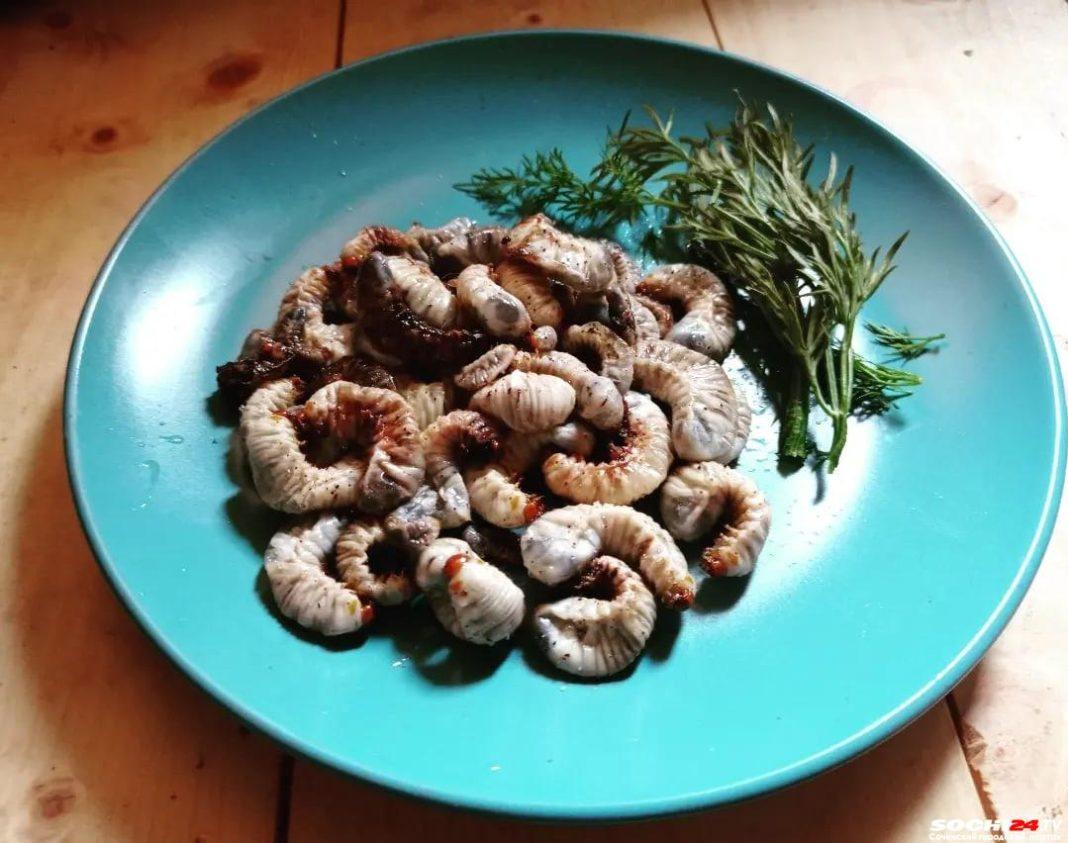 Личинки во фритюре: сочинец показал способ защитить гибнущие пальмы