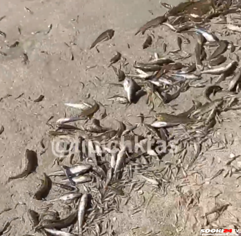 Массовый мор рыбы произошел на курорте Краснодарского края