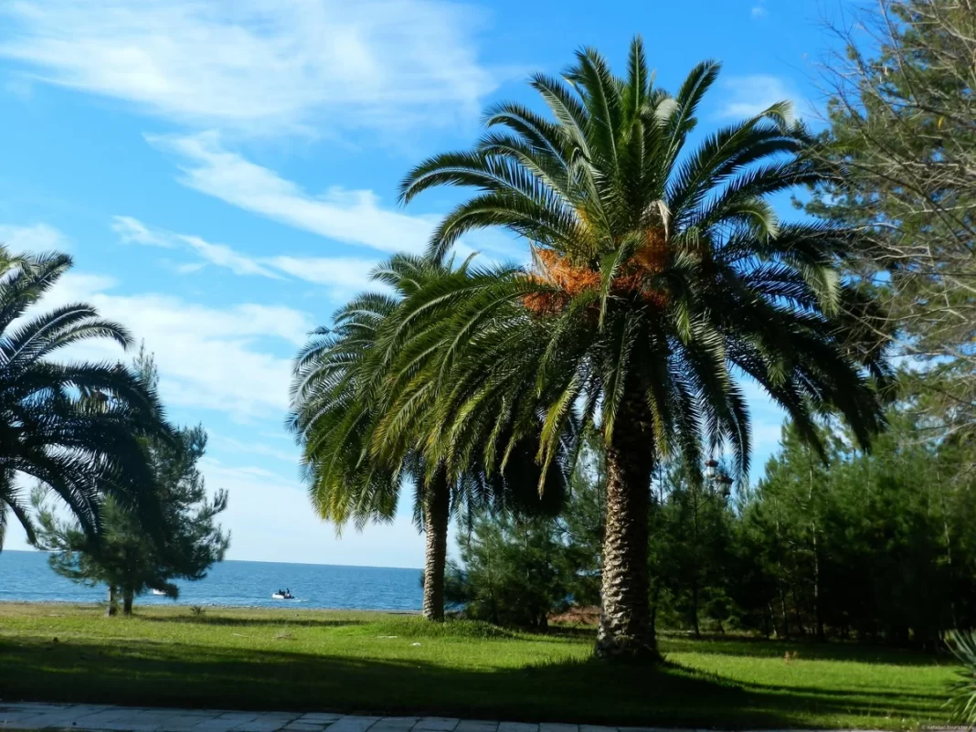 «Вода потрясающая»: Вильфанд рассказал, до какого числа продлится бархатный сезон в Сочи