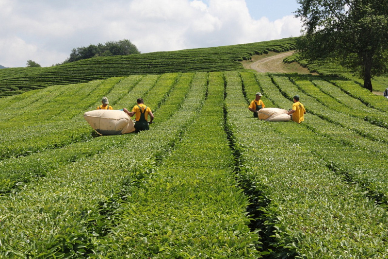 В Сочи появятся морозостойкие сорта чая