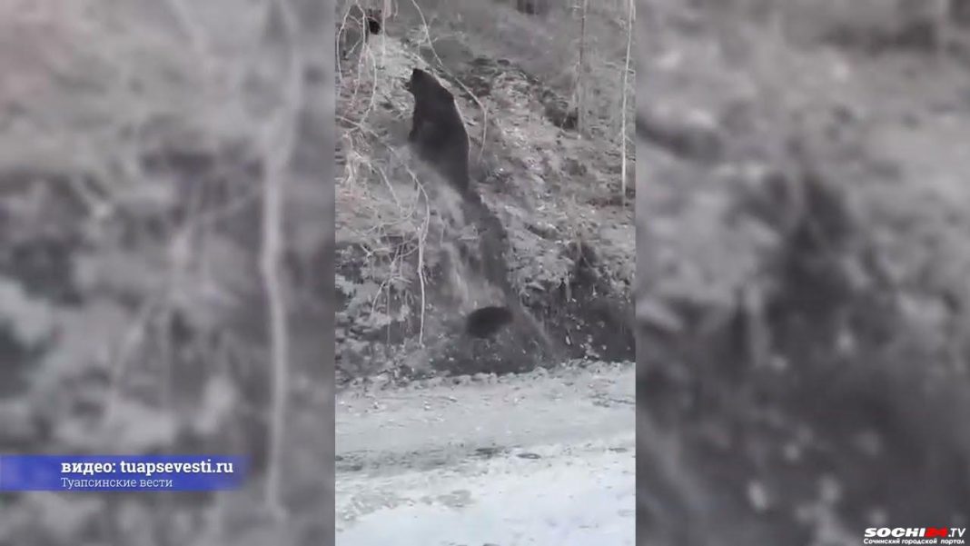 В сочинских пабликах гуляет жуткий ролик про медведя-убийцу (Видео)