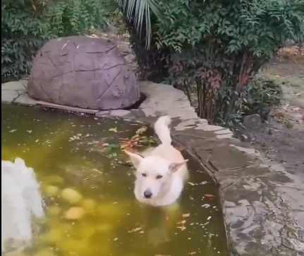 Жарко всем! В Сочи псы нашли способ спастись от палящего зноя (Видео)