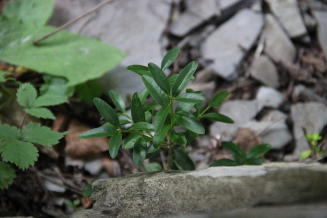 В Сочинском нацпарке рассказали, как спасают самшит