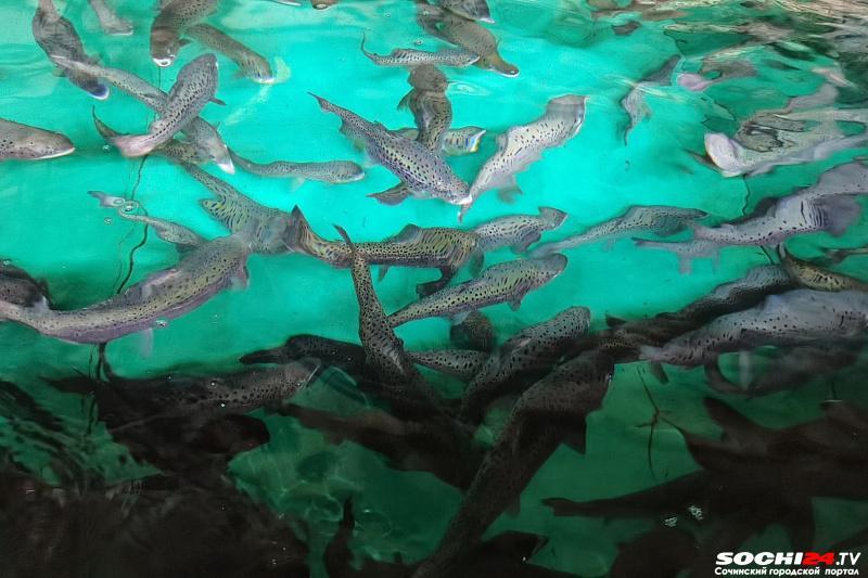 В Сочи выпустили 300 тысяч особей черноморского лосося