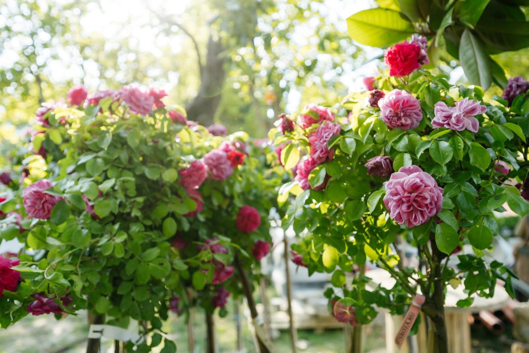 Миллион алых роз: стала известна программа открытия обновленного Розария в Сочи