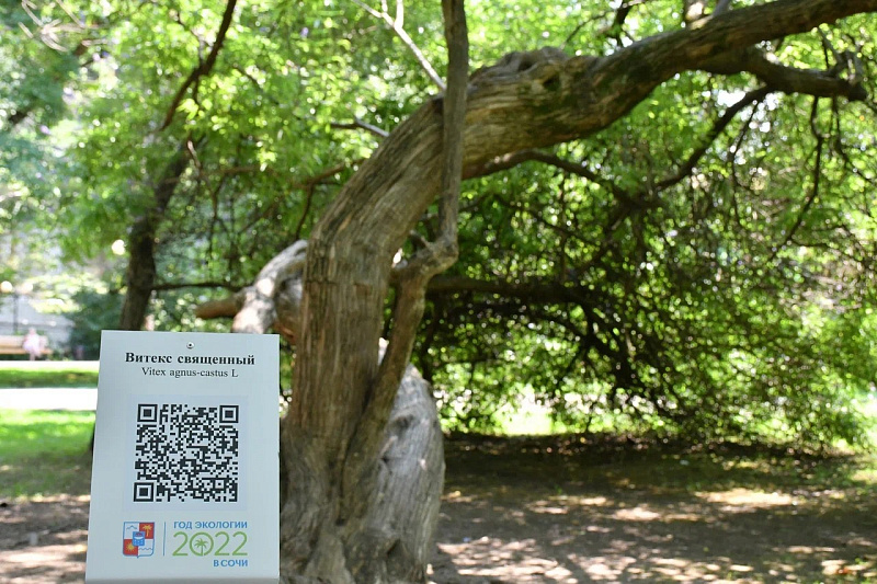 В Сочи на деревьях появятся QR-коды