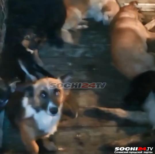 В Сочи разгорелся скандал вокруг фургона с отловленными псами (Видео)