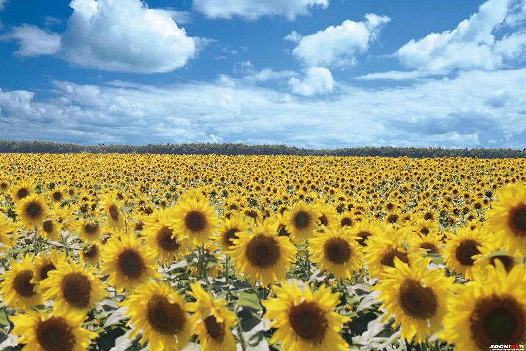 Плати, где работаешь: на Кубани просят изменить налоговый кодекс