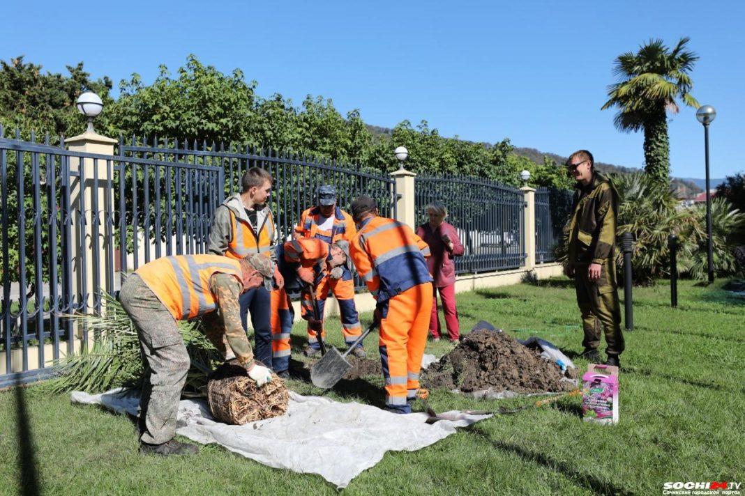 В Сочи в рамках экологической акции «Зеленая Россия» высадили деревья