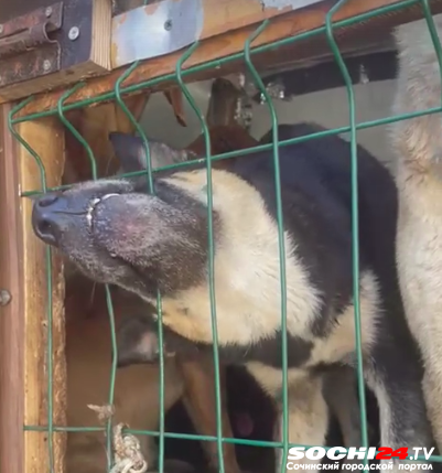 Спасенных из «катафалка» собак определили в приют «Бим» в Сочи