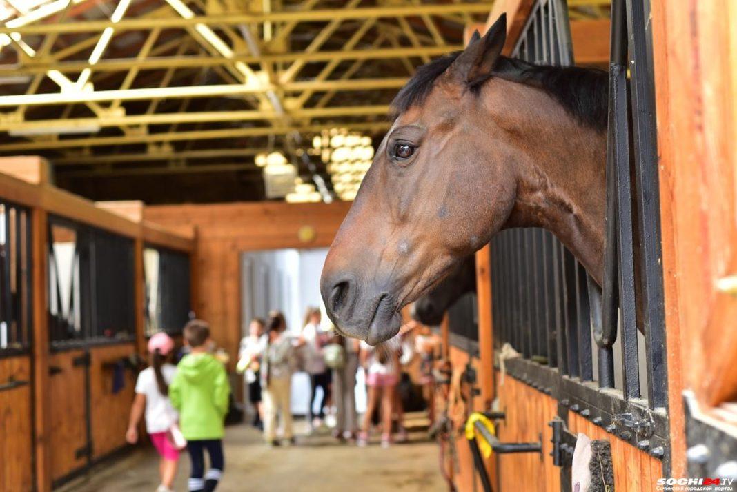 В Сочи открывается новый конный клуб для детей и подростков