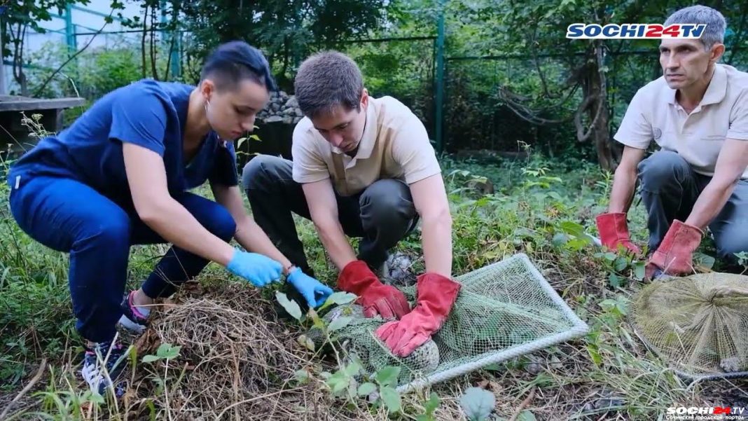 В Сочи провели осмотр котятам леопарда (Видео)