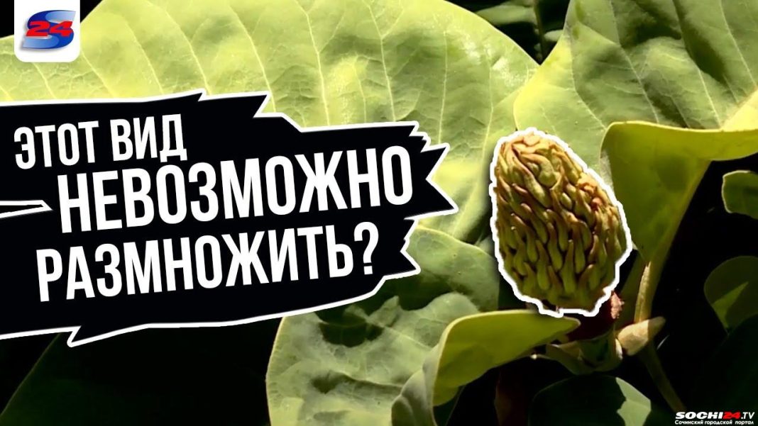 В парке Сочи сообщили о ботанической сенсации