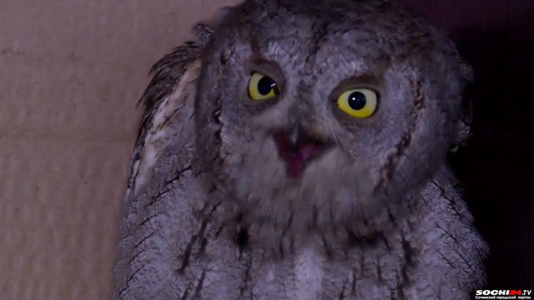 В Сочи вылечили раненую сову и определили жить в географическое общество
