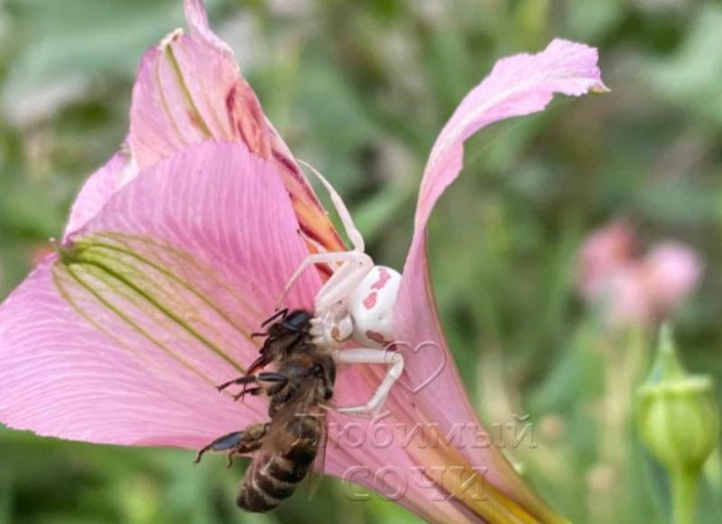 Опасного паука-альбиноса заметили в Сочи