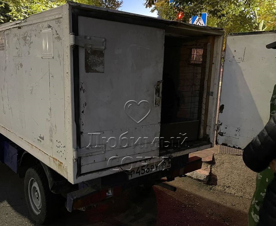 В Сочи бригада по отлову животных встревожила прохожих