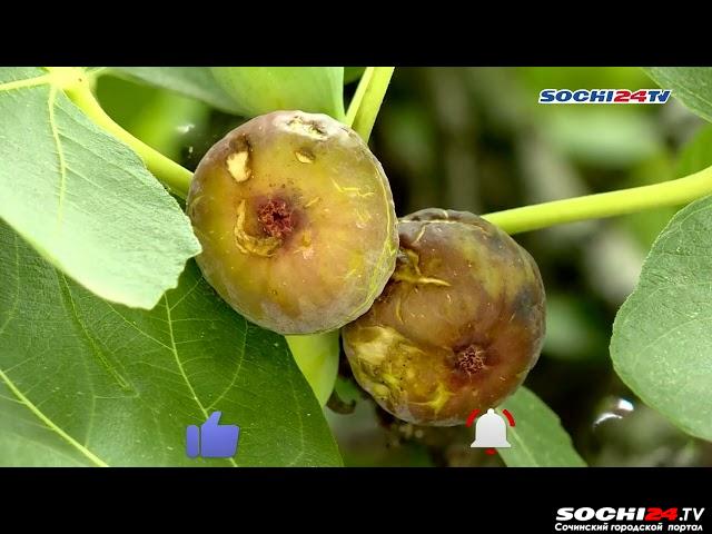 В Сочи рассказали, как выбрать полезный и вкусный инжир